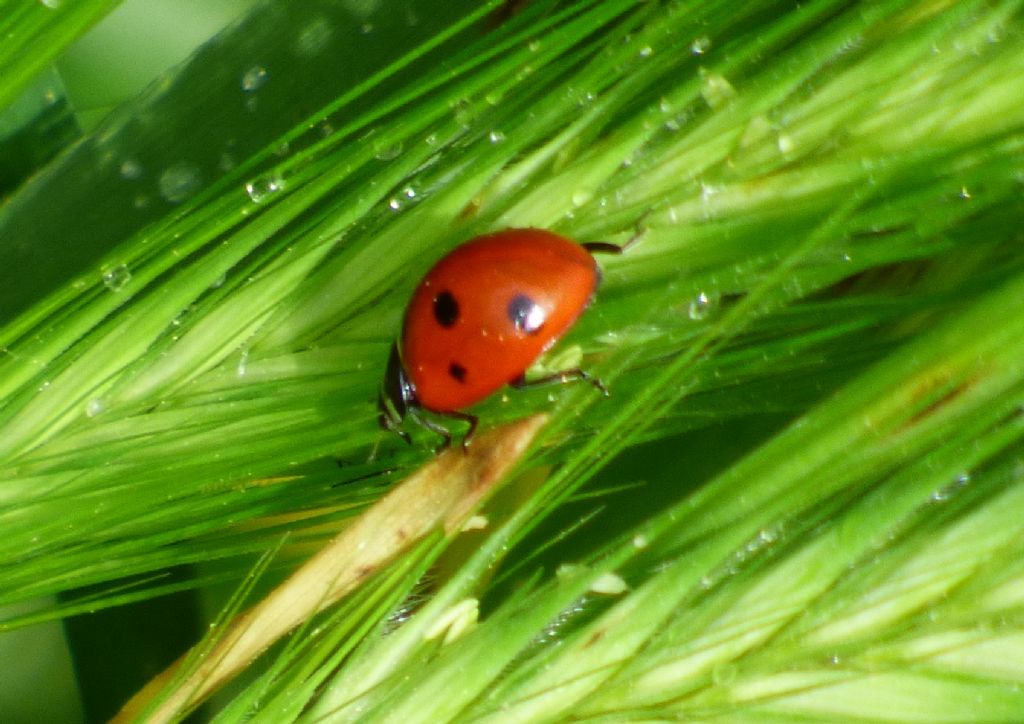 Coccinella septempunctata